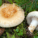 Lactarius auriolla - Photo (c) Federico Calledda, some rights reserved (CC BY-NC), uploaded by Federico Calledda