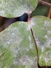 Erysiphe aquilegiae