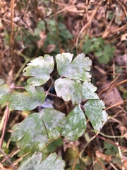 Erysiphe aquilegiae