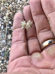 Ipomopsis multiflora