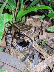 Leptodactylus knudseni