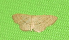 Scopula minorata