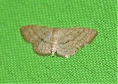 Scopula minorata