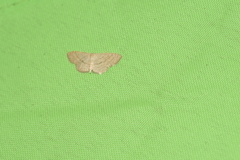 Scopula minorata