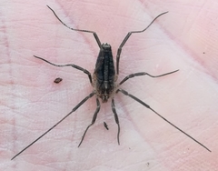 Odiellus troguloides