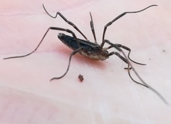 Odiellus troguloides