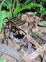 Leptodactylus knudseni