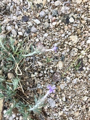 Ipomopsis multiflora