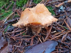 Hydnum rufescens