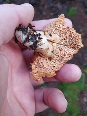 Hydnum rufescens
