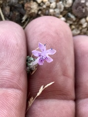 Ipomopsis multiflora