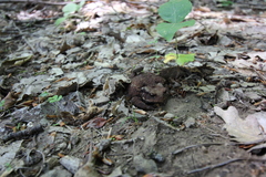 Bufo verrucosissimus