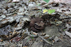 Bufo verrucosissimus