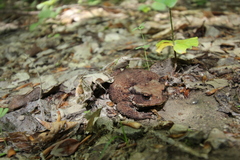 Bufo verrucosissimus