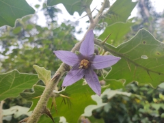 Solanum stagnale