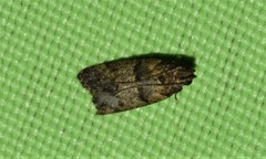 Ancylometis mulaella