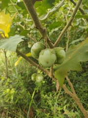 Solanum stagnale