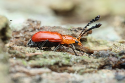 Taumacera nigricornis · iNaturalist