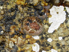 Scutellastra granularis