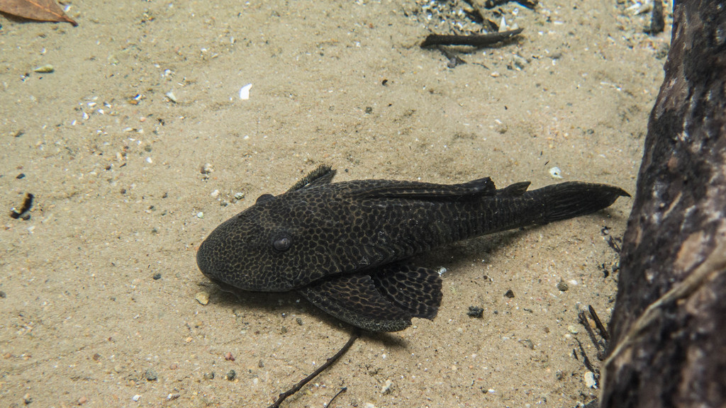 Mato Grosso Black Pleco