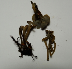 Craterellus sinuosus