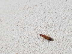 Paradromius