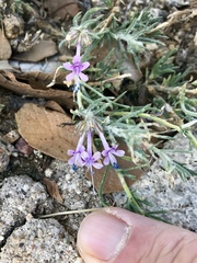 Ipomopsis multiflora
