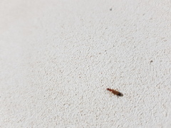 Paradromius