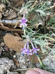 Ipomopsis multiflora