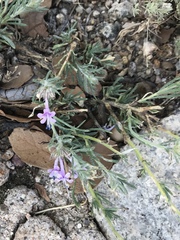 Ipomopsis multiflora