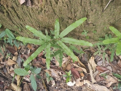 Lygodium volubile