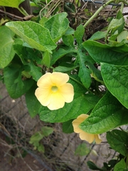 Thunbergia dregeana