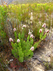 Paranomus esterhuyseniae