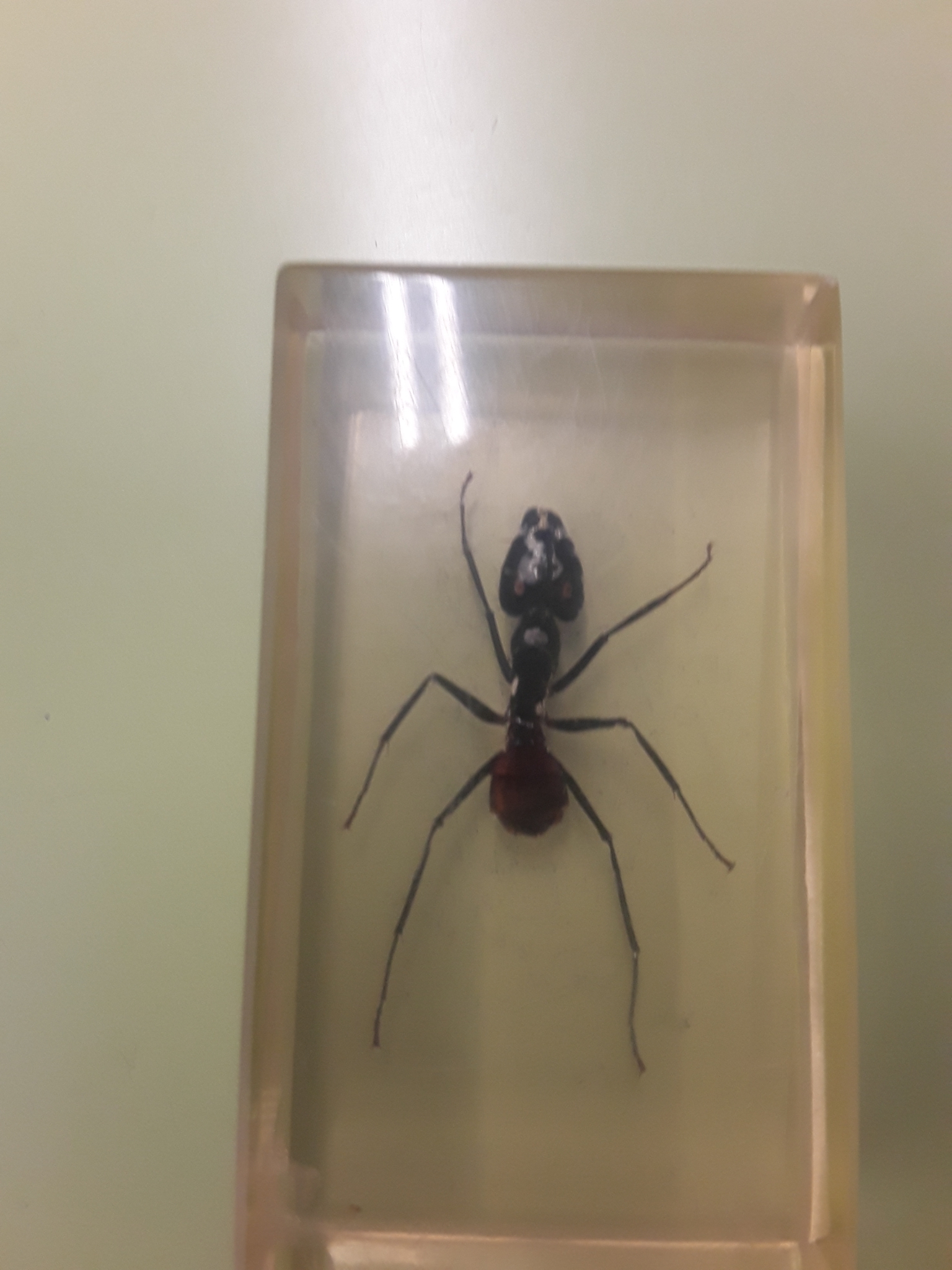 Dinomyrmex gigas