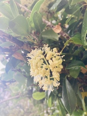 Hydrangea serratifolia