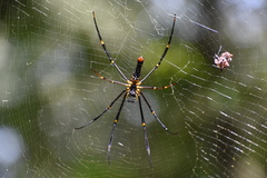 Nephila pilipes