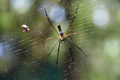 Nephila pilipes