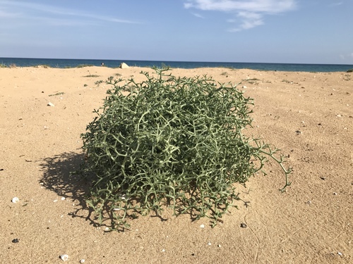 Spinose Pickling Herb