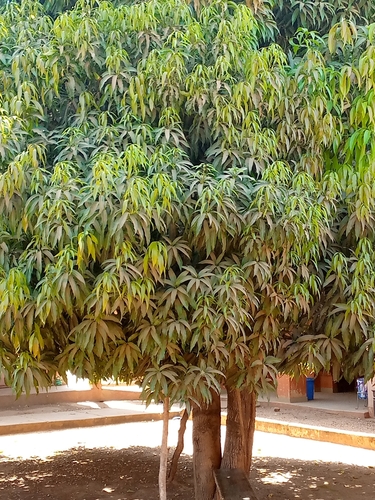 Indian mango