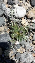 Artemisia genipi