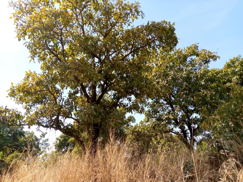 Shea Tree