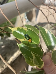 Cacoscelis marginata