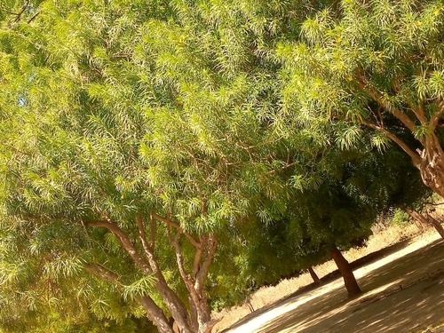 Be-still tree