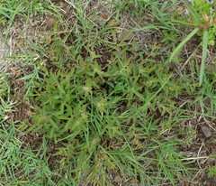 Blepharis integrifolia