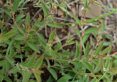 Blepharis integrifolia