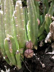 Stapelia hirsuta