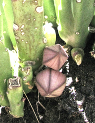 Stapelia hirsuta