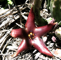 Stapelia hirsuta