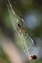 Nephila pilipes