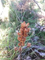 Orobanche minor